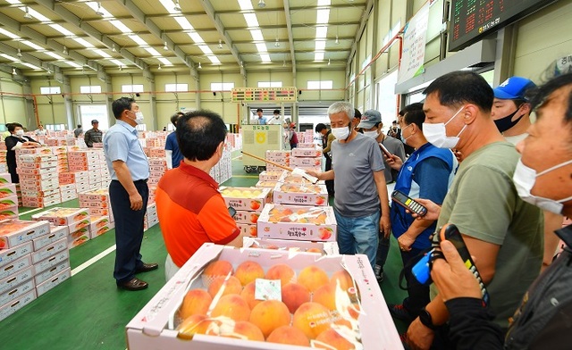 청도농협 농산물 유통센터는 매일 오후 2시 중매인들이 지켜보는 가운데 열띤 경매가 펼쳐진다. 사진 제공= 경북 청도군