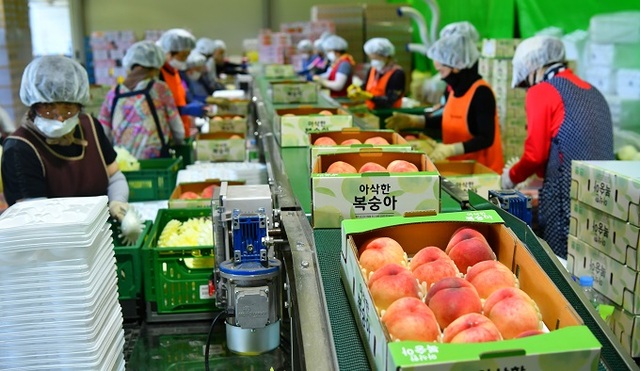 청도농협 농산물 유통센터 바로 옆에 위치한 선별장에서 당도와 크기를 체크하며 선별작업을 벌이고 있다. 사진 제공= 경북 청도군