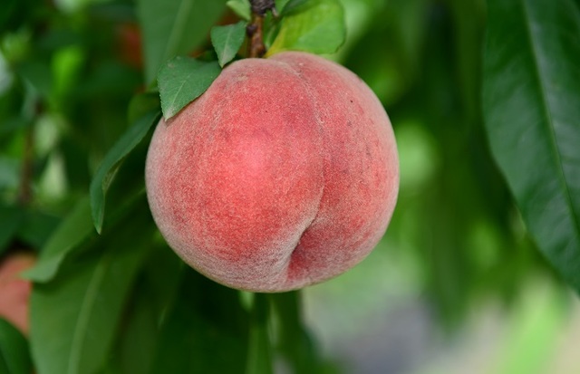 복숭아 신품종 홍백은 백도계열로 7월 중·하순이 숙기이며 평균 과중은 305g 정도다. 사진 제공= 경북 청도군