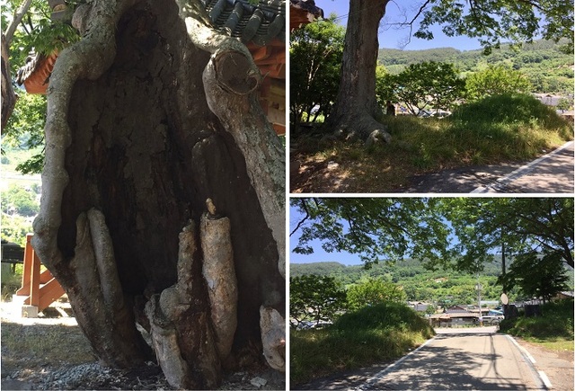 물우리 당산나무와 가묘.