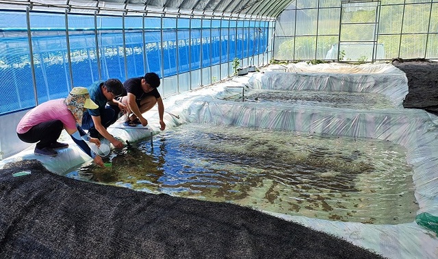 애반딧불이 사육 농가