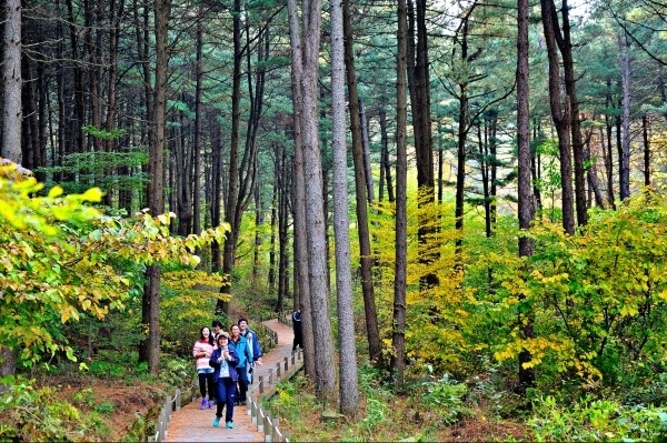 가평 8경 중 제7경 축령백림은 해발 879m 축령산 기슭에 위치한 30~50년생 잣나무 숲으로 신선한 자연 내음(피톤치드)이 풍부, 도심의 먼지와 소음이 없어 산림용 장소로 주목 받고 있다.  /사진 제공=경기도 가평균