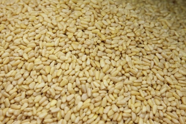 잣은 고칼로리 식품으로 기운이 없을 때나 입맛을 잃었을 때 먹으면 좋은 것으로 널리 알려져 있다. /사진 제공=경기도 가평균