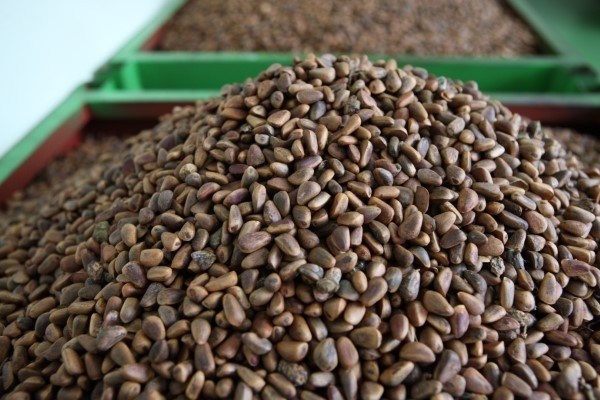 가평 잣의 우수성은 지금으로부터 560년 전인 1454년 완성된 세종실록지리지에 기록되어 있을 만큼 가평군을 대표하는 명품 특산물이다. /사진 제공=경기도 가평균