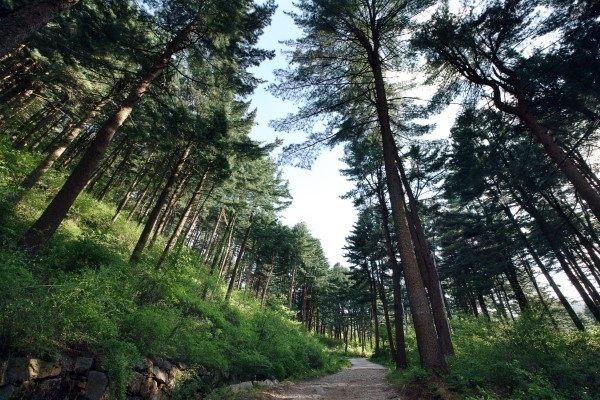 전체면적의 80%가 넘는 산림으로 이뤄진 가평은 경기도 최고봉인 화악산(1천468m),  명지산(1천267m), 석룡산(1천147m) 등 높고 깊은 계곡이 형성돼 있어 잣나무 재배의 적지로 손꼽힌다.  /사진 제공=경기도 가평균