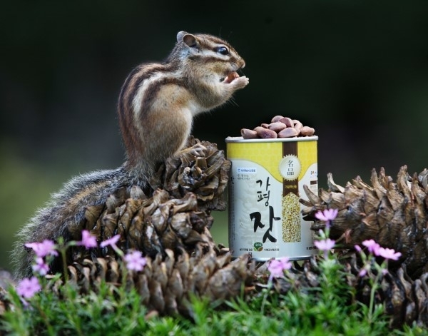 가평 잣은 알이 굵고 불포화지방산이 많아 고소한 맛이 풍부하고 윤기가 흐르며 맛이 차져 최고의 잣으로 인정받고 있다. /사진 제공=경기도 가평균
