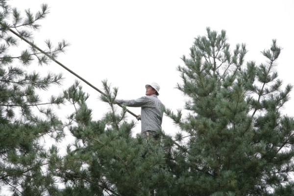 잣 수확은 대개 8월 말부터 11월까지 이뤄진다. 잣나무 한그루에서는 보통 3년에 한 번 수확한다. 한 해에 잣이 많이 열리면 나무 안의 영양분이 많이 소모되고 다시 영양분을 채우기까지 1~2년이 걸리기 때문이다. /사진 제공=경기도 가평균
