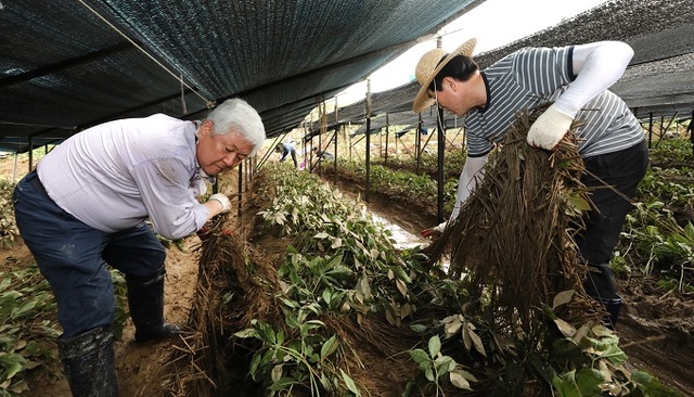 12일 황인홍 무주군수가 호우 피해를 입은 부남면의 한 인삼 농가를 찾아 복구에 힘을 보태고 있다.