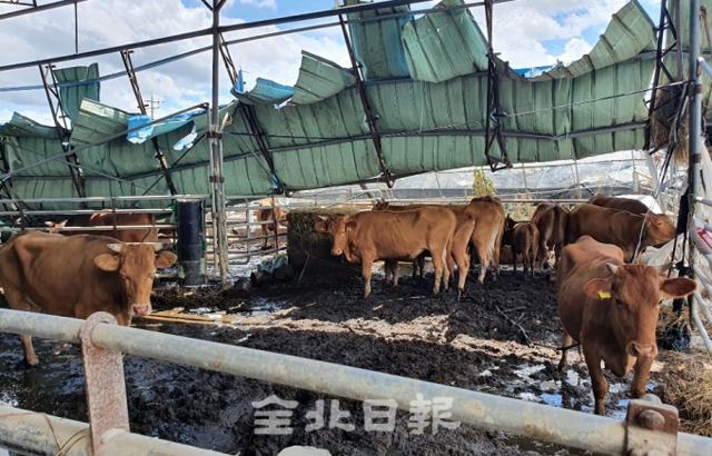 12일 남원시 송동면 세전리 세전마을에서 축사를 나갔던 소들이 돌아오고 있다. 사진=김영호 기자