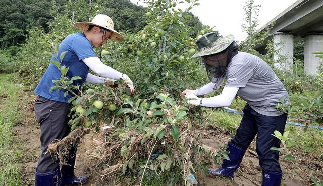 무주군 공무원들이 집중 호우로 피해를 입은 무주읍 사과농가에서 복구 작업을 하고 있다.