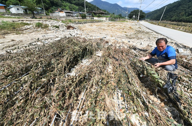 폭우속에 섬진댐 방류로 인해 4일간 고립됐던 임실군 덕치면 진메마을 등 3개마을 주민들이 천재지변과 섬진댐 수위조절 실패가 더해진 참사라며 17일 깨를 심었던 밭이 자갈밭으로 변해있다. 오세림 기자