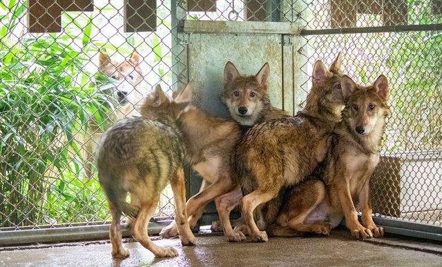 전주 생태동물원 늑대 5남매.