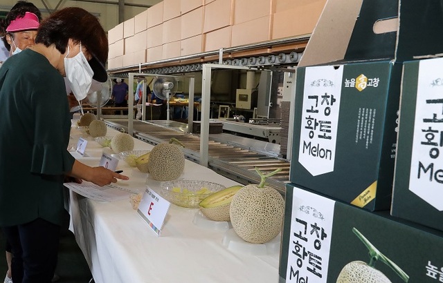 고창 멜론 시식 평가 모습.