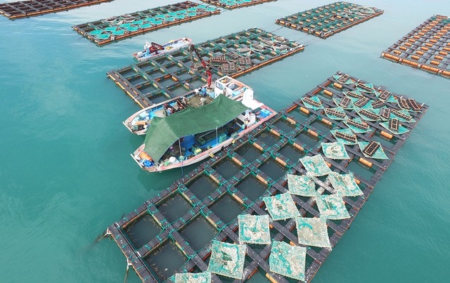 완도 전복은 완도의 265개 아름다운 섬과 청정해역, 사계절의 푸르름이 만들어 낸 ‘자연의 보고’이다. 완도읍 망남리 전복양식장 전경. 사진=완도군 제공