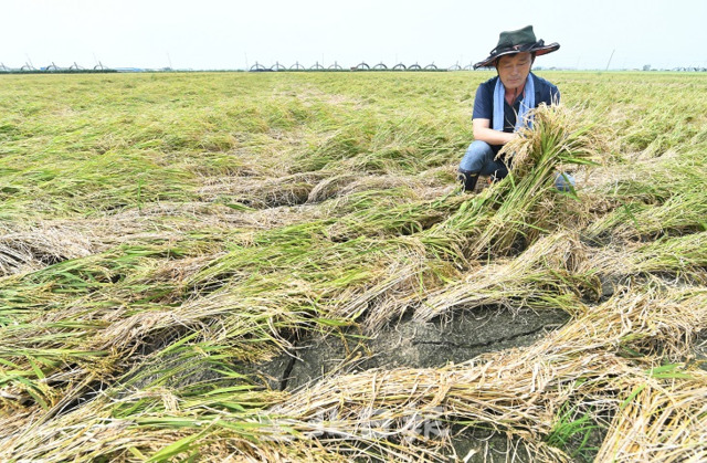 제8호 태풍 '바비'가 밤사이 도내를 통과하면서 다행히 미미한 피해가 발생한 27일 벼 쓰러짐 피해가 발생한 김제시 광활면의 한 논에서 농부가 벼 상태를 살피고 있다. 오세림 기자