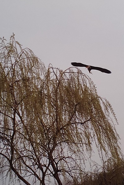 새처럼 자유롭게 자신의 길을 가는 예술가가 되기 위하여 우리는 주변의 시선과 틀에 맞추는 일을 중지하고 멀리 떠날 수 있어야 한다.