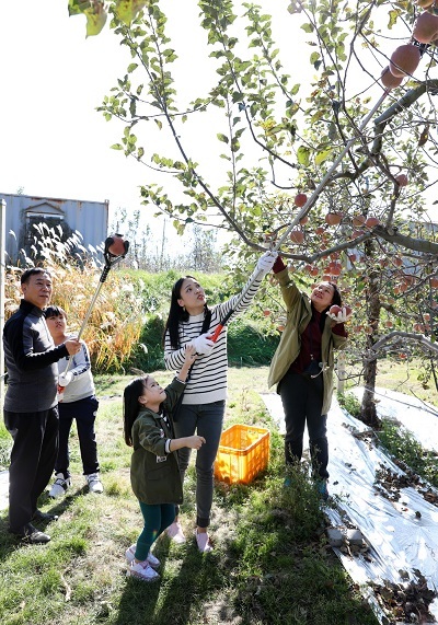 무풍애플테마파크에서 시민들이 사과따기 체험을 하고 있다.
