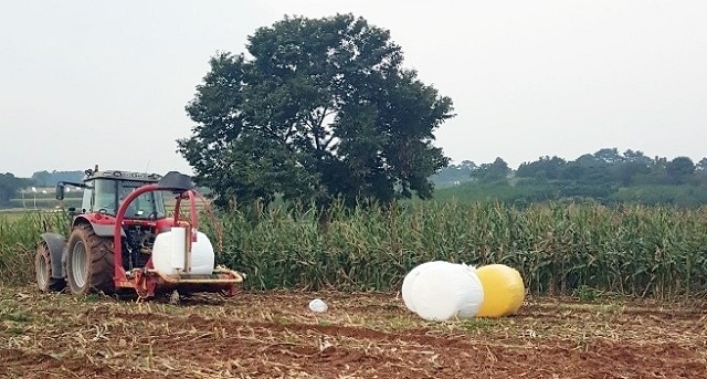 정읍시농업기술센터가 논 재배 옥수수 사일리지 장기저장 기술보급 시범사업을 추진한다.