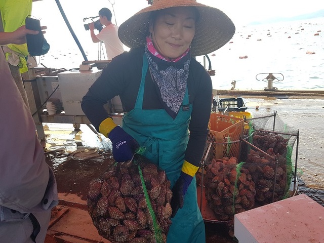 고성군 자란만에서 자란 가리비를 수확하는 모습.