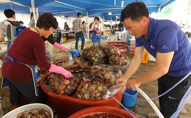 가리비 축제장. 가을철 찬바람이 불면 가리비는 그 속에 단맛을 품는다.