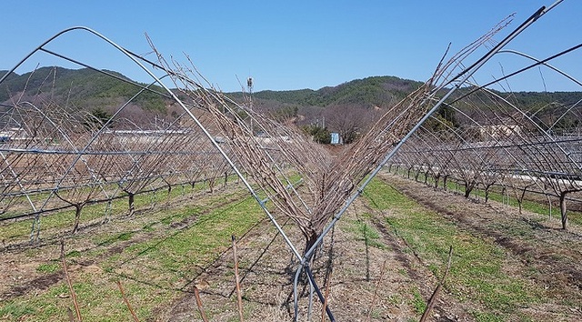 무주군 체리 재배 시범단지.