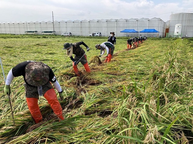 35사단 장병들이 김제시 검단동 진관마을 일대 논에서 벼를 세우기 위해 초기 작업 진행 중이다.