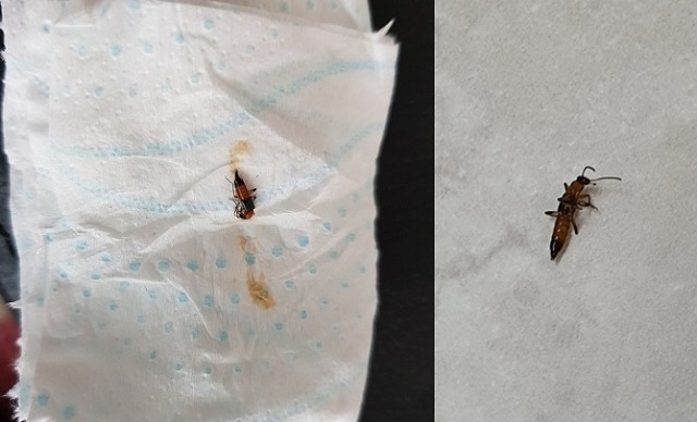 최근 익산지역 인터넷 카페에 올라온 화상벌레 제보 사진.