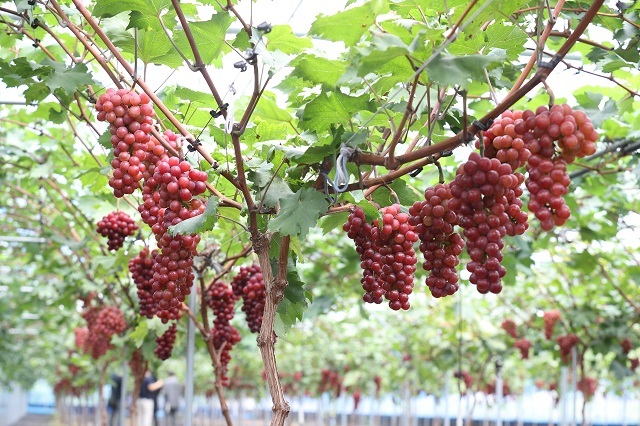 국산 포도 ‘홍주씨들리스’