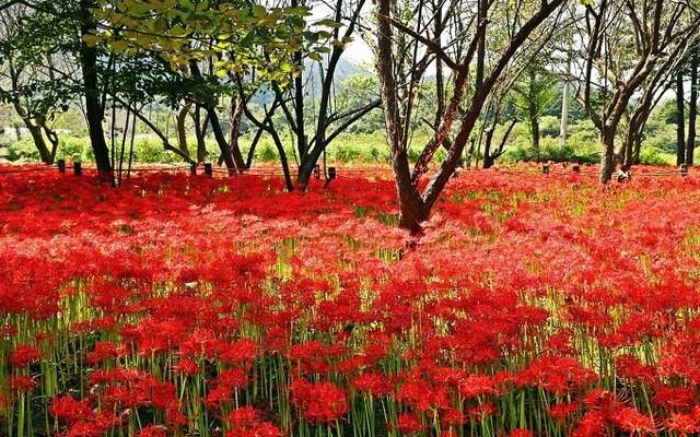 정읍 내장호 옆 내장산수목원에 꽃무릇이 만개했다.