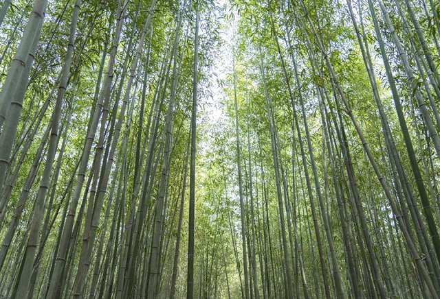 구룡마을 대나무숲.