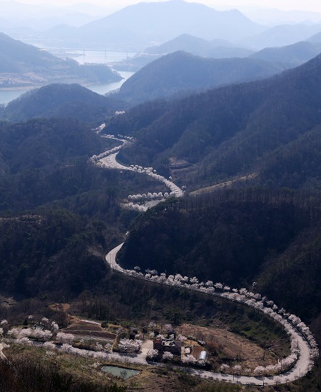 벚꽃이 만발한 옥정호 드라이브 코스. 전북일보 자료사진.