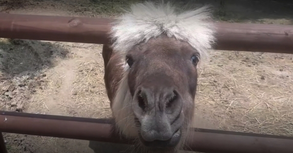 이리남초등학교에서 키우던 조랑말 '꽃댕기' /연합뉴스