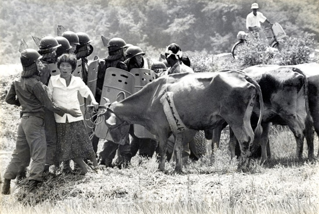 오는 13일 전주 한국소리문화의전당 기획전시실에서 개막하는 전북일보 창간 70주년 기념 사진전에 전시하는 ‘소의 시위’. 1985년 5월 완주군 고산면에서 축산 농민이 쇠고기 수입 반대를 외치며 소를 끌고나와 전경들과 대치하고 있다. 전북일보 자료사진