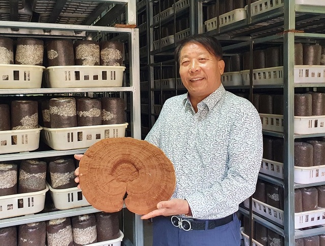 13일 배태언 버섯고향 회장이 임실에 있는 자신의 버섯 생산 시설에서 대형 영지버섯을 들고 있다.