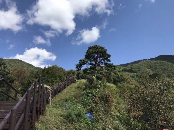 지리산 천년송