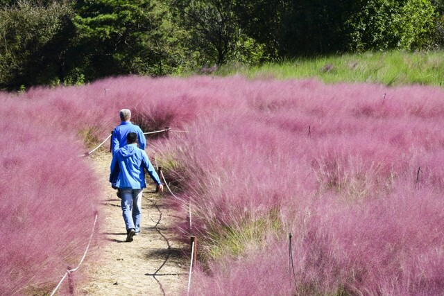 남원 신생마을의 ‘핑크뮬리’ 군락지