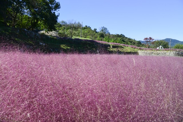 남원 신생마을의 ‘핑크뮬리’ 군락지