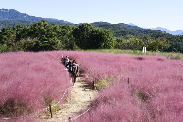 남원 신생마을의 ‘핑크뮬리’ 군락지