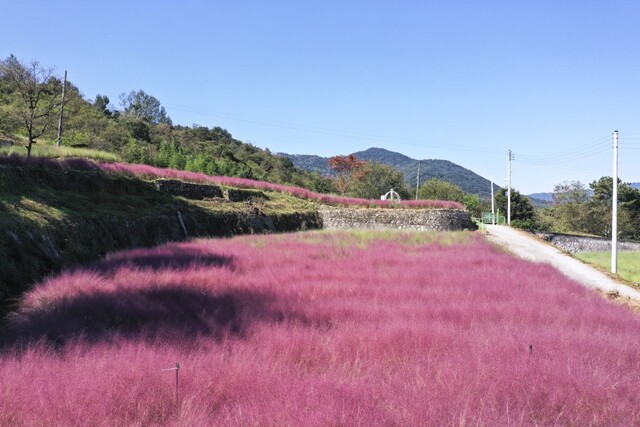 남원 신생마을의 ‘핑크뮬리’ 군락지