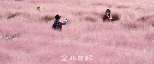 가을철 경관농업으로 많은 시민들이 찾으면서 지자체 마다 앞다퉈 핑크뮬리 밭을 조성하고 있지만 생태계위해성2급 식물로 알려지면서 유행성 행정이라는 지적이 일고 있는 가운데 도내의 한 핑크뮬리 밭을 찾은 시민들이 사진을 찍고 있다. /오세림 기자