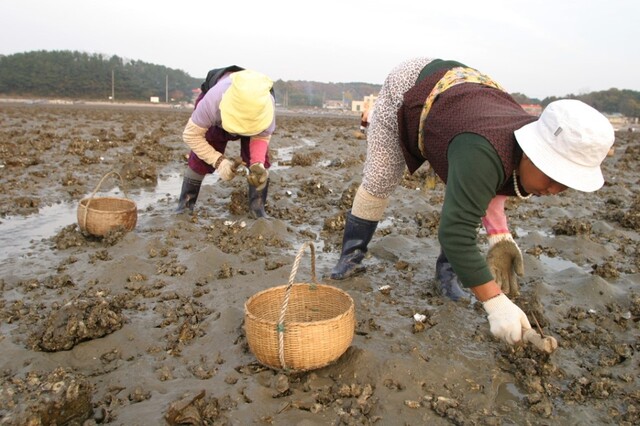 충남 서산시 부석면 간월도리 주민들은 간월도 앞바다에서 이 맘 때쯤부터 내년 3월까지 조새로 굴을 캔다. 사진=서산시 제공