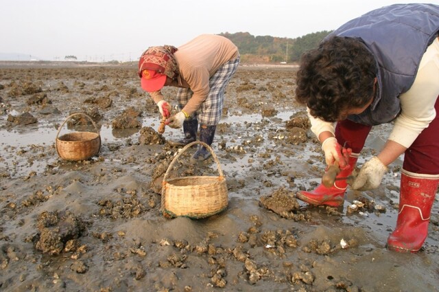 충남 서산시 부석면 간월도리 주민들은 간월도 앞바다에서 이 맘 때쯤부터 내년 3월까지 조새로 굴을 캔다. 사진=서산시 제공