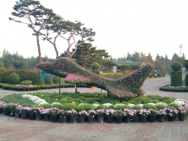 익산 소확행, 도심 곳곳 국화전시로 힐링공간 / 제공=중앙체육공원