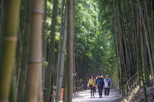 대나무를 테마로 한 명품정원 ‘죽녹원’. 담양을 대표하는 관광자원으로 해마다 수십만명이 찾는다. <광주일보 자료사진>