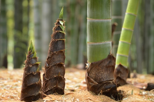 웰빙음식으로 각광을 받고 있는 죽순.