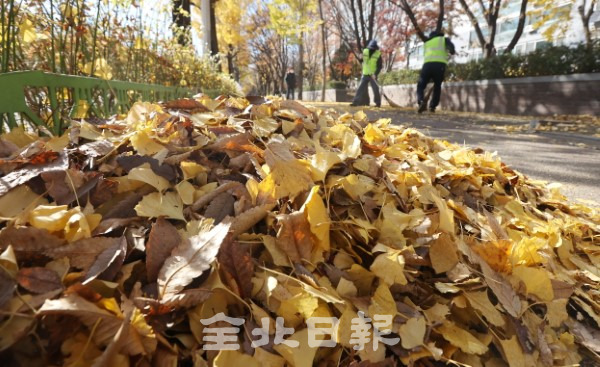 9일 전주시청 환경관리원들이 전주시 삼천2동 일대에 쌓여있는 낙엽들을 쓸어 담고 있다. /조현욱 기자