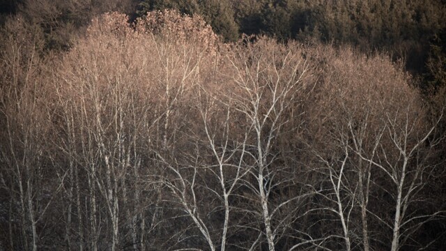 김갑련 작품 '건지 나無_Gray Tree'