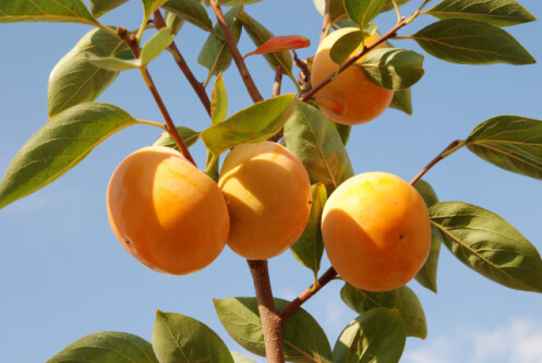 탐스런 진영단감.