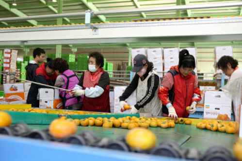 진영단감 선별장에서 분류하고 있다.