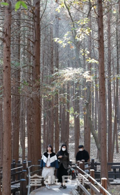 산불 예방과 산사태 방지 등 산림청의 '숲 가꾸기' 기간인 11일 코로나19에 지친 시민들이 전주시 건지산 편백나무 숲에서 휴식을 취하고 있다. /조현욱 기자